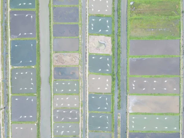 Vista Aérea Una Granja Pesca Camarones Zona Santubong Sarawak Malasia — Foto de Stock