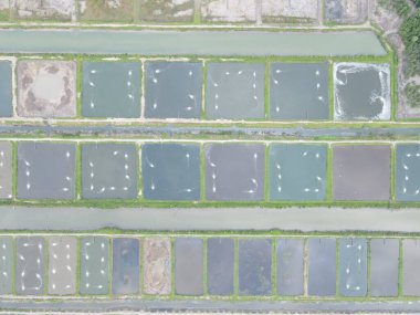 Sarawak, Malezya 'nın Santubong bölgesinde bir balıkçılık ve karides çiftliğinin havadan görünüşü