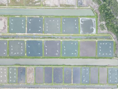 Sarawak, Malezya 'nın Santubong bölgesinde bir balıkçılık ve karides çiftliğinin havadan görünüşü