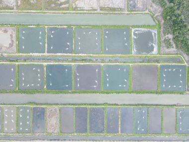 Sarawak, Malezya 'nın Santubong bölgesinde bir balıkçılık ve karides çiftliğinin havadan görünüşü