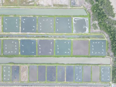 Sarawak, Malezya 'nın Santubong bölgesinde bir balıkçılık ve karides çiftliğinin havadan görünüşü