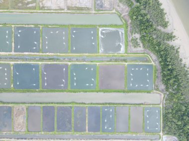 Sarawak, Malezya 'nın Santubong bölgesinde bir balıkçılık ve karides çiftliğinin havadan görünüşü