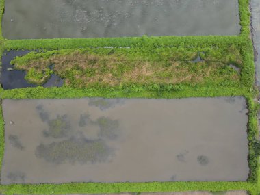 Sarawak, Malezya 'nın Santubong bölgesinde bir balıkçılık ve karides çiftliğinin havadan görünüşü