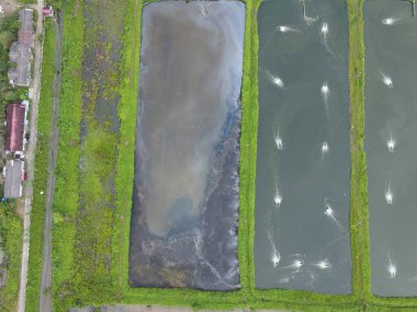 Sarawak, Malezya 'nın Santubong bölgesinde bir balıkçılık ve karides çiftliğinin havadan görünüşü