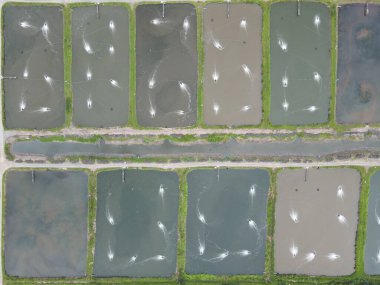 Sarawak, Malezya 'nın Santubong bölgesinde bir balıkçılık ve karides çiftliğinin havadan görünüşü