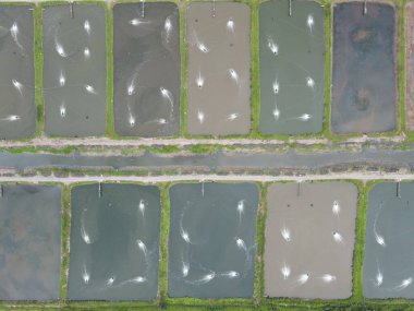 Sarawak, Malezya 'nın Santubong bölgesinde bir balıkçılık ve karides çiftliğinin havadan görünüşü