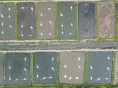 Sarawak, Malezya 'nın Santubong bölgesinde bir balıkçılık ve karides çiftliğinin havadan görünüşü