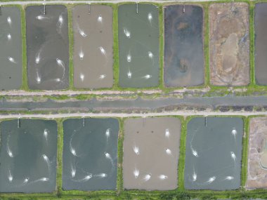 Sarawak, Malezya 'nın Santubong bölgesinde bir balıkçılık ve karides çiftliğinin havadan görünüşü