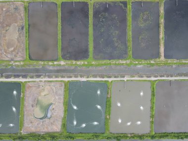 Sarawak, Malezya 'nın Santubong bölgesinde bir balıkçılık ve karides çiftliğinin havadan görünüşü