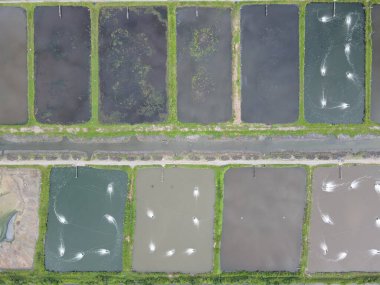 Sarawak, Malezya 'nın Santubong bölgesinde bir balıkçılık ve karides çiftliğinin havadan görünüşü