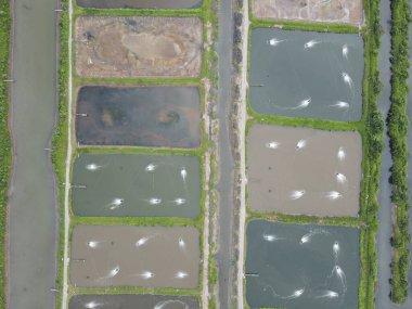 Sarawak, Malezya 'nın Santubong bölgesinde bir balıkçılık ve karides çiftliğinin havadan görünüşü