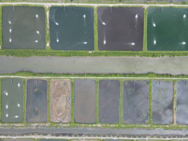 Sarawak, Malezya 'nın Santubong bölgesinde bir balıkçılık ve karides çiftliğinin havadan görünüşü