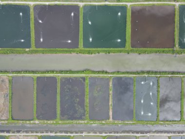 Sarawak, Malezya 'nın Santubong bölgesinde bir balıkçılık ve karides çiftliğinin havadan görünüşü