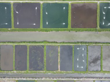 Sarawak, Malezya 'nın Santubong bölgesinde bir balıkçılık ve karides çiftliğinin havadan görünüşü