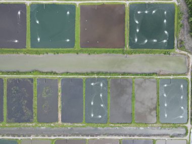 Sarawak, Malezya 'nın Santubong bölgesinde bir balıkçılık ve karides çiftliğinin havadan görünüşü