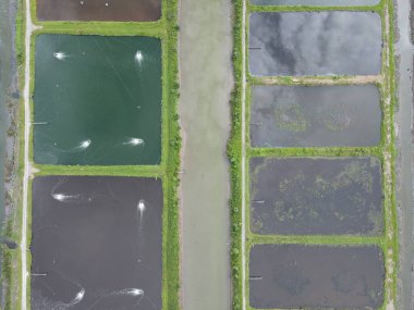 Sarawak, Malezya 'nın Santubong bölgesinde bir balıkçılık ve karides çiftliğinin havadan görünüşü