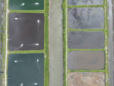 Sarawak, Malezya 'nın Santubong bölgesinde bir balıkçılık ve karides çiftliğinin havadan görünüşü