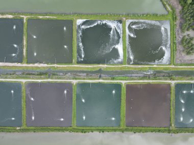 Sarawak, Malezya 'nın Santubong bölgesinde bir balıkçılık ve karides çiftliğinin havadan görünüşü