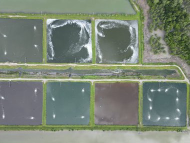 Sarawak, Malezya 'nın Santubong bölgesinde bir balıkçılık ve karides çiftliğinin havadan görünüşü