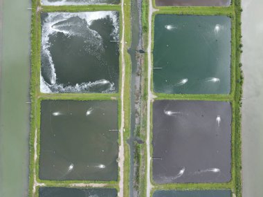 Sarawak, Malezya 'nın Santubong bölgesinde bir balıkçılık ve karides çiftliğinin havadan görünüşü