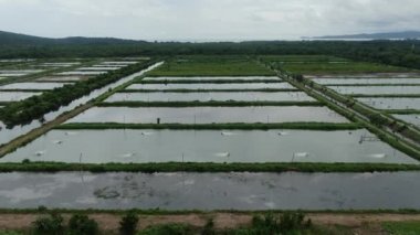 Sarawak, Malezya 'nın Santubong bölgesinde bir balıkçılık ve karides çiftliğinin havadan görünüşü