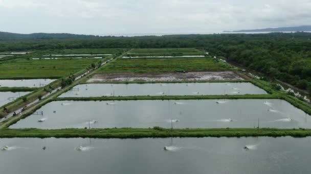 Vista Aérea Una Granja Pesca Camarones Zona Santubong Sarawak Malasia — Vídeo de stock