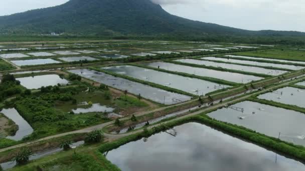 Vista Aérea Una Granja Pesca Camarones Zona Santubong Sarawak Malasia — Vídeo de stock