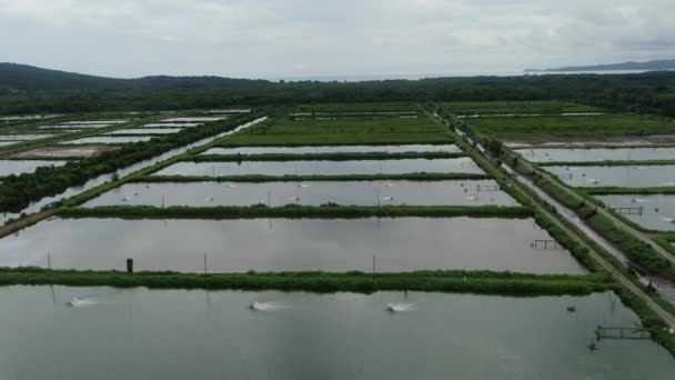 Flygfoto Över Fiske Och Räkodling Santubong Området Sarawak Malaysia — Stockvideo