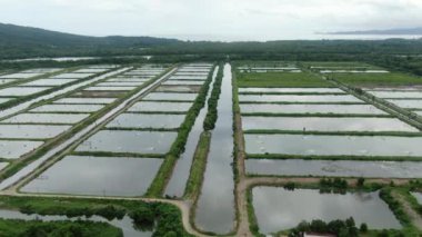 Sarawak, Malezya 'nın Santubong bölgesinde bir balıkçılık ve karides çiftliğinin havadan görünüşü