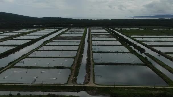 Вид Воздуха Рыбное Хозяйство Ферму Креветок Районе Сантубонг Саравак Малайзия — стоковое видео