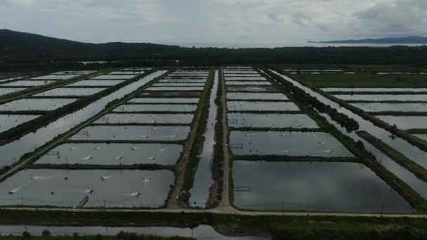 Sarawak Malezya Nın Santubong Bölgesinde Bir Balıkçılık Karides Çiftliğinin Havadan — Stok video