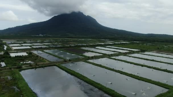 Flygfoto Över Fiske Och Räkodling Santubong Området Sarawak Malaysia — Stockvideo