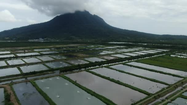 Vedere Aeriană Unei Ferme Pescuit Creveți Zona Santubong Din Sarawak — Videoclip de stoc
