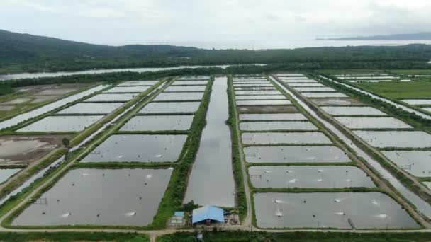 Aerial View Fishery Prawn Farm Santubong Area Sarawak Malaysia — Stock Video