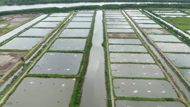 Luftfoto Fiskeri Rejefarm Santubong Området Sarawak Malaysia – Stock-video