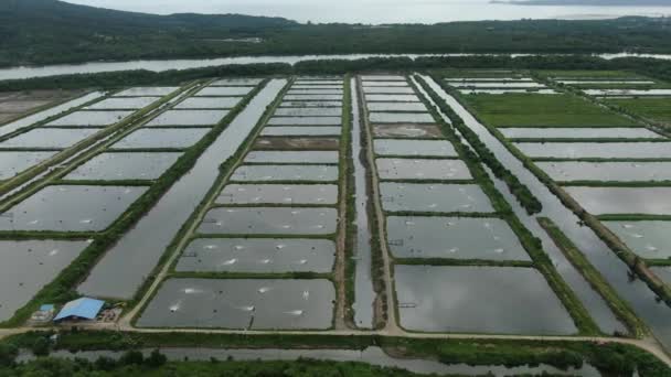 Aerial View Fishery Prawn Farm Santubong Area Sarawak Malaysia — Stock Video