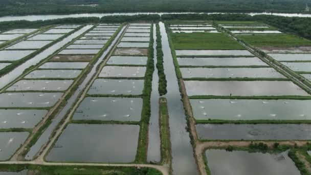 Aerial View Fishery Prawn Farm Santubong Area Sarawak Malaysia — Stock Video