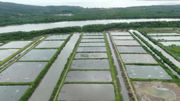 Aerial View Fishery Prawn Farm Santubong Area Sarawak Malaysia — Stock Video