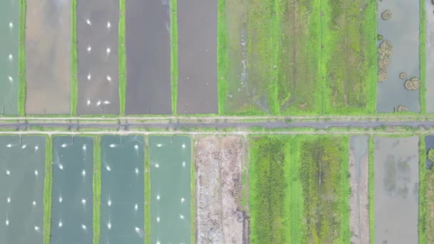 Luftaufnahme Einer Fischerei Und Garnelenfarm Santubong Gebiet Von Sarawak Malaysia — Stockvideo