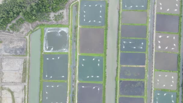 マレーシア サラワク州のサンチュオン地域における養殖場とエビ養殖場の空中風景 — ストック動画