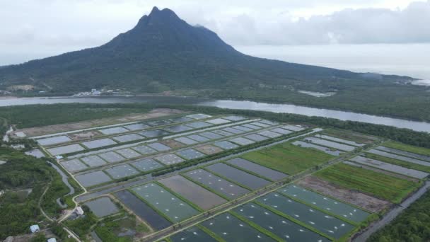 マレーシア サラワク州のサンチュオン地域における養殖場とエビ養殖場の空中風景 — ストック動画
