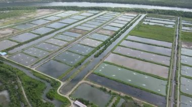 Sarawak, Malezya 'nın Santubong bölgesinde bir balıkçılık ve karides çiftliğinin havadan görünüşü