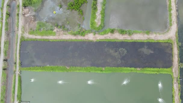 Aerial View Fishery Prawn Farm Santubong Area Sarawak Malaysia — Stock Video