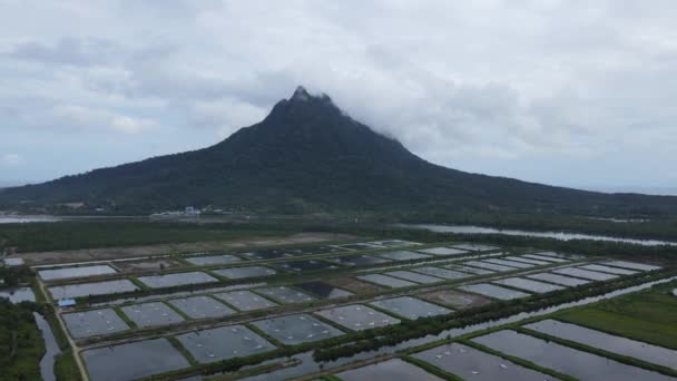 马来西亚沙捞越Santubong地区一个渔业和虾养殖场的空中景观 — 图库视频影像