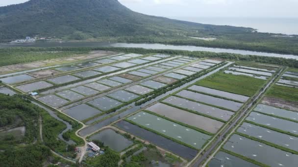 Aerial View Fishery Prawn Farm Santubong Area Sarawak Malaysia — Stock Video