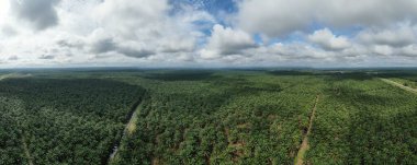 Sarawak 'taki Palm Oil Konutları, Borneo Adası, Malezya