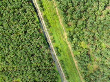 Sarawak 'taki Palm Oil Konutları, Borneo Adası, Malezya