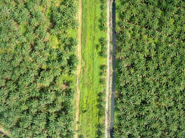Sarawak 'taki Palm Oil Konutları, Borneo Adası, Malezya