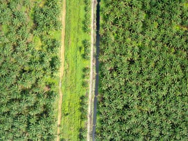 Sarawak 'taki Palm Oil Konutları, Borneo Adası, Malezya