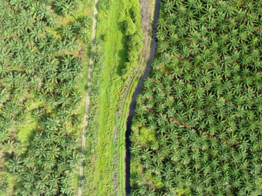 Sarawak 'taki Palm Oil Konutları, Borneo Adası, Malezya